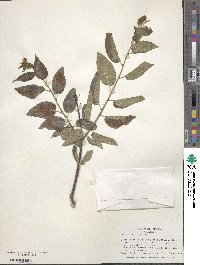 Celtis reticulata image