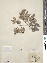 Celtis reticulata image