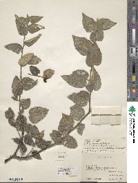 Celtis reticulata image