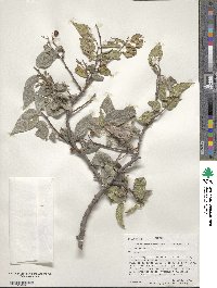 Celtis reticulata image