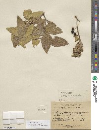 Celtis reticulata image