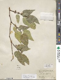 Celtis reticulata image