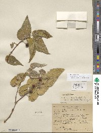 Celtis reticulata image