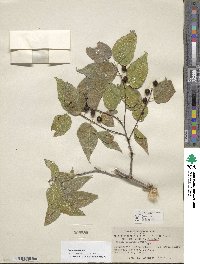 Celtis reticulata image