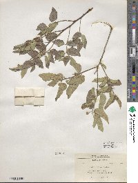 Celtis reticulata image