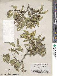 Celtis reticulata image