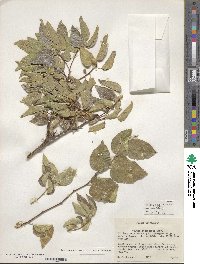 Celtis reticulata image