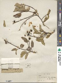 Celtis reticulata image