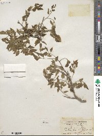 Celtis reticulata image