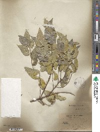 Celtis reticulata image