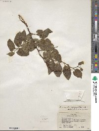 Celtis reticulata image