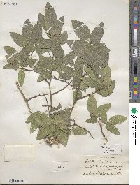 Celtis reticulata image