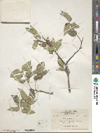 Celtis reticulata image