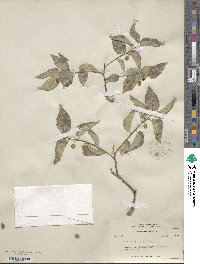 Celtis reticulata image