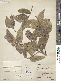 Celtis reticulata image