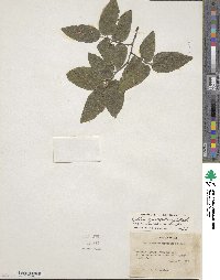 Celtis reticulata image