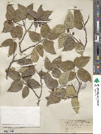 Celtis reticulata image