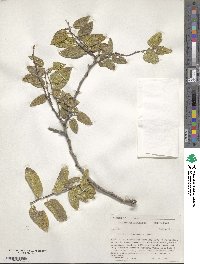 Celtis reticulata image