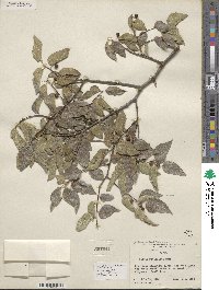 Celtis reticulata image