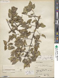 Celtis reticulata image