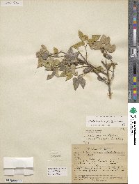 Celtis reticulata image