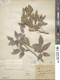 Celtis reticulata image