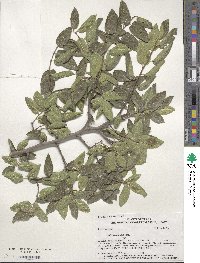 Celtis reticulata image