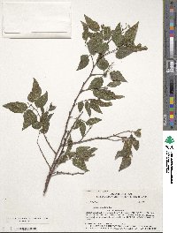 Celtis reticulata image