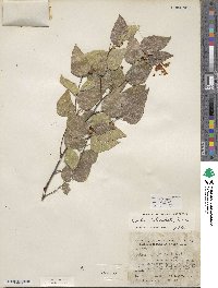 Celtis reticulata image