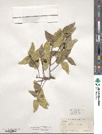 Celtis reticulata image