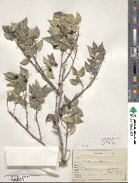 Celtis reticulata image