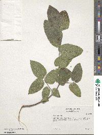 Celtis reticulata image