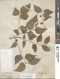 Celtis occidentalis image