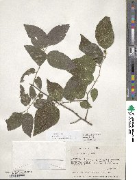 Celtis occidentalis image