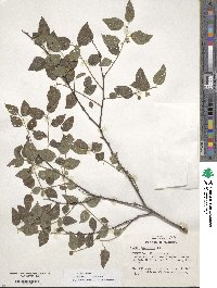 Celtis occidentalis image