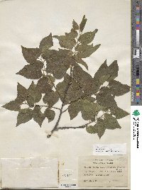 Celtis occidentalis image