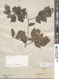 Celtis occidentalis image