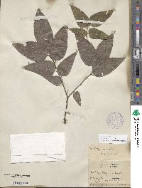 Celtis occidentalis image