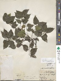 Celtis occidentalis image