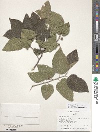 Celtis occidentalis image