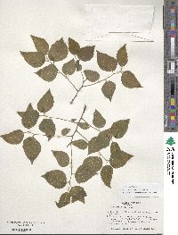 Celtis occidentalis image