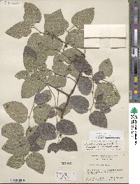 Celtis occidentalis image