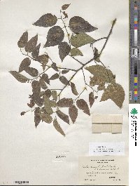 Celtis occidentalis image