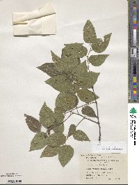 Celtis occidentalis image