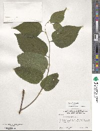 Celtis occidentalis image