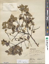 Celtis occidentalis image