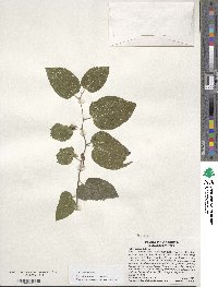 Celtis occidentalis image