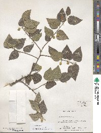 Celtis occidentalis image