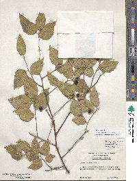 Celtis occidentalis image