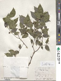 Celtis occidentalis image